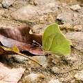 PIERIDAE, Anteos maerula